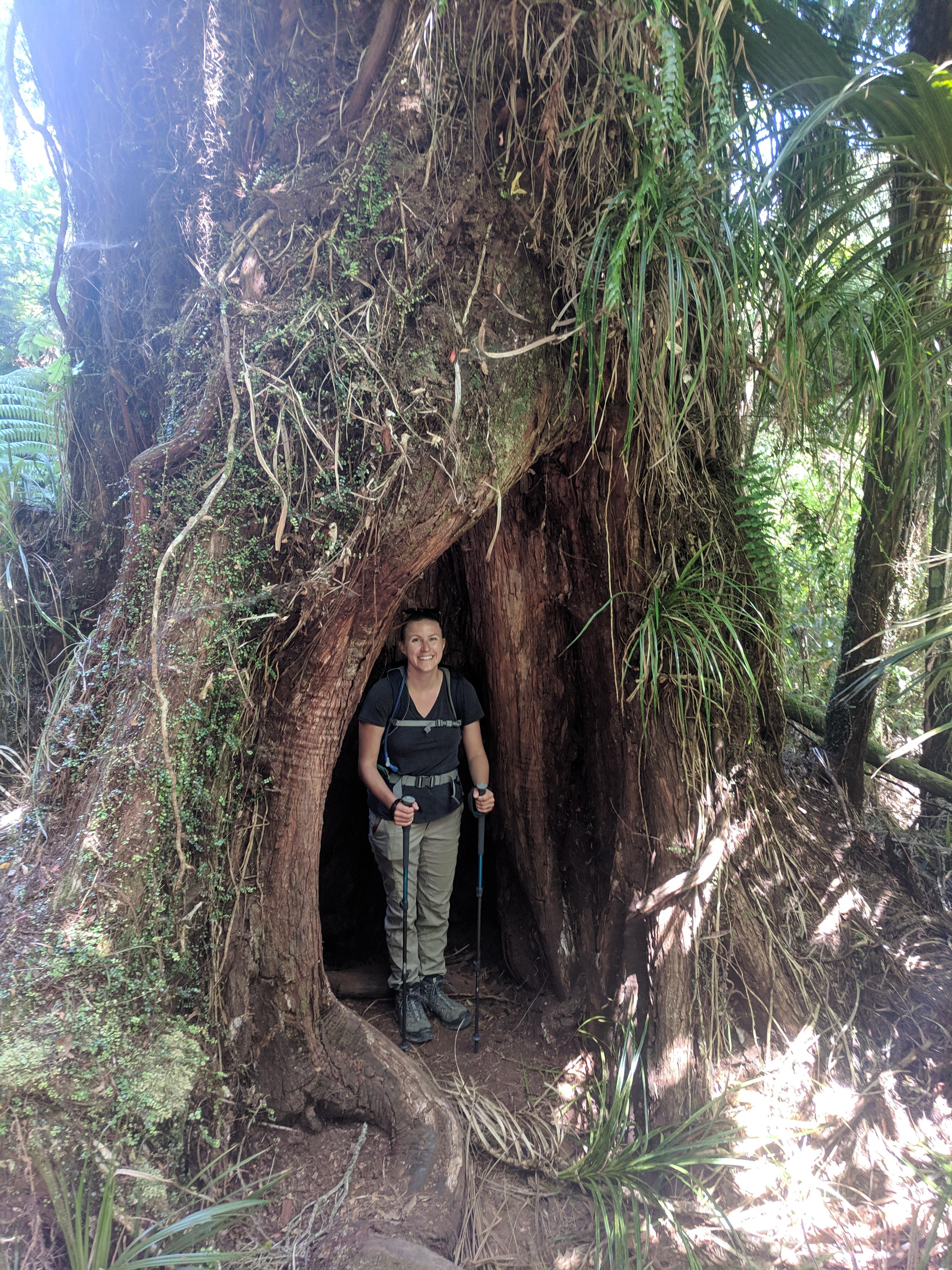 Lauren inside of a tree on the Kauaeranga Kauri Trail Pinnacles Walk