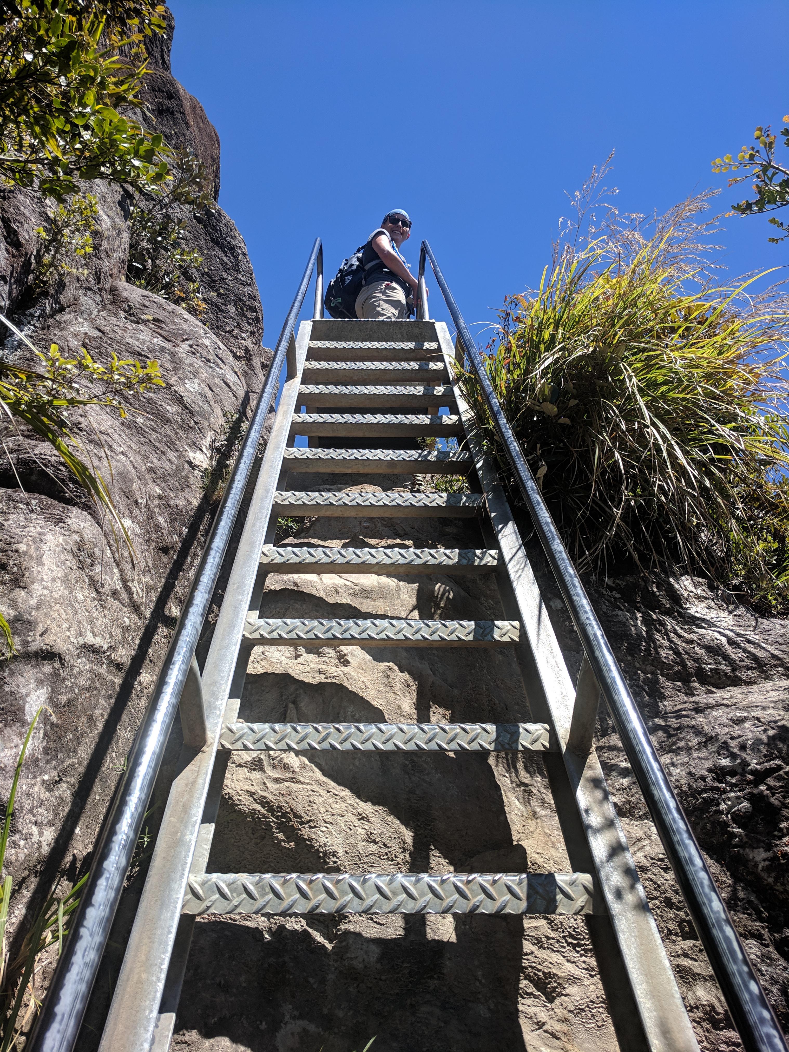 Laddering to the top of the Kauaeranga Kauri Trail Pinnacles Walk