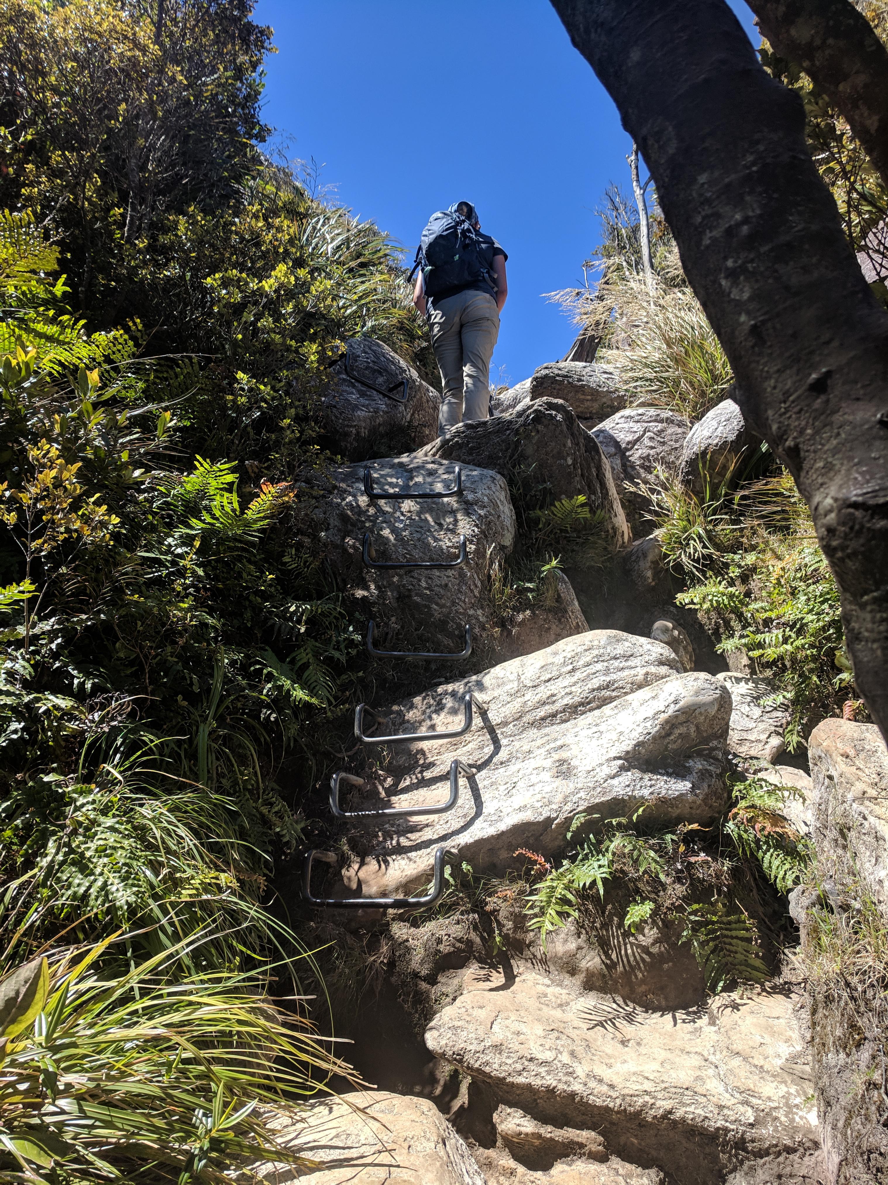 Metal Rungs clambering up the Kauaeranga Kauri Trail Pinnacles Walk