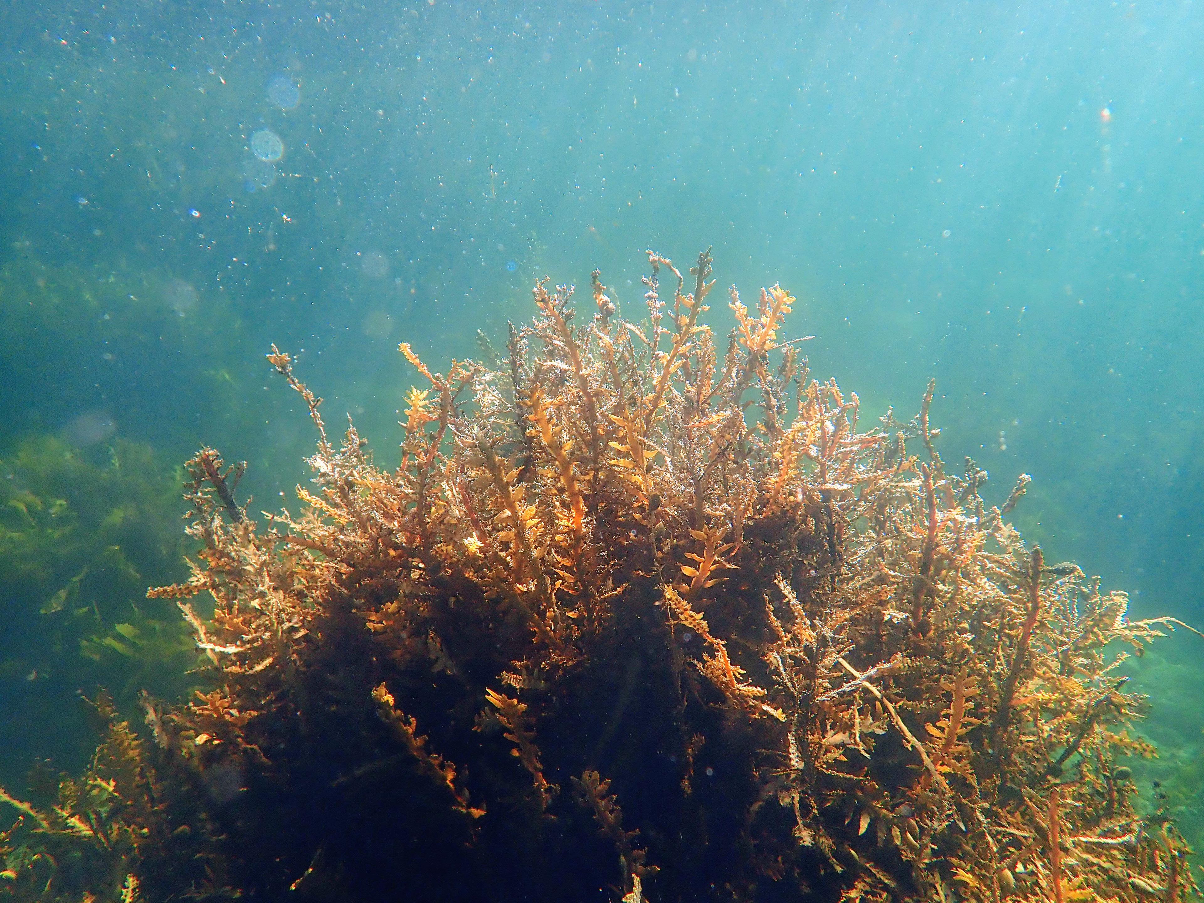 Underwater plants at Gemstone Bay Snorkel Track