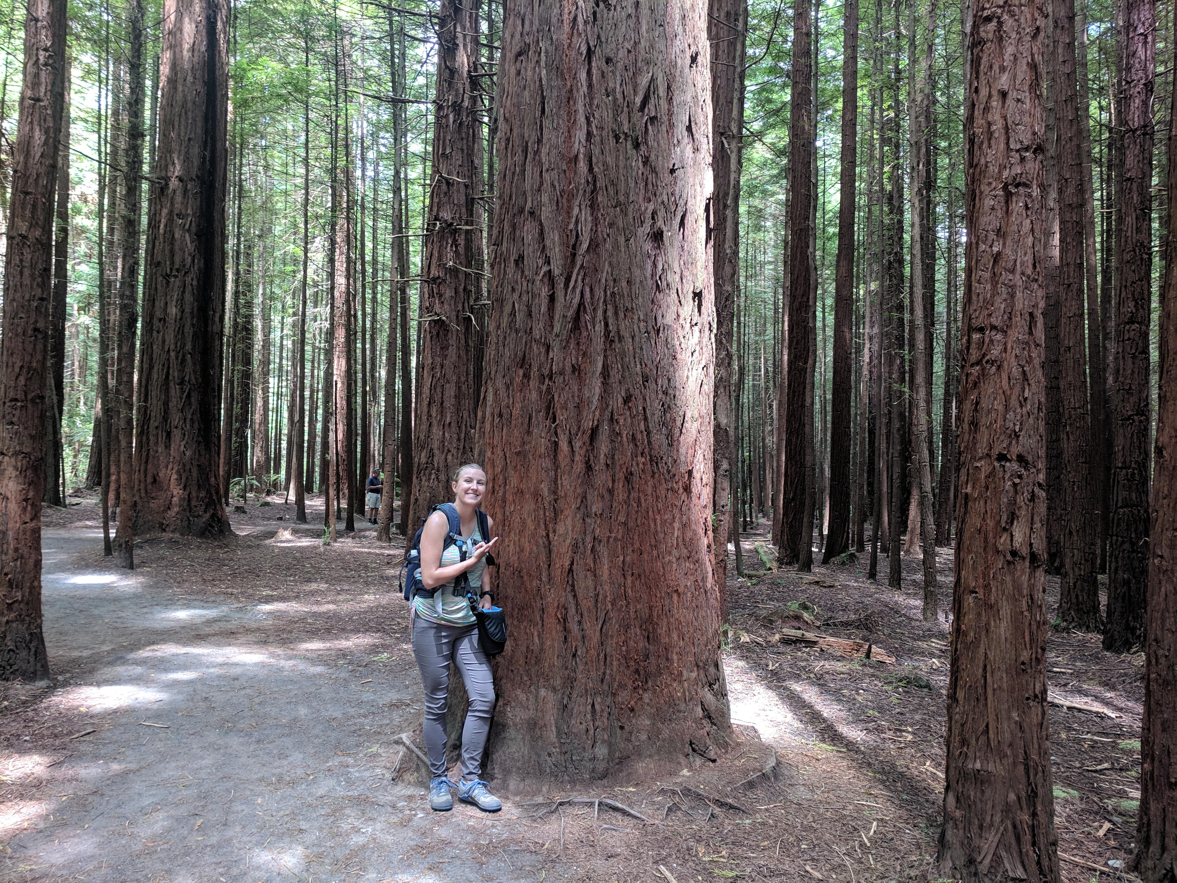 Lauren next to redwood for scale in Whakarewarewa Forest