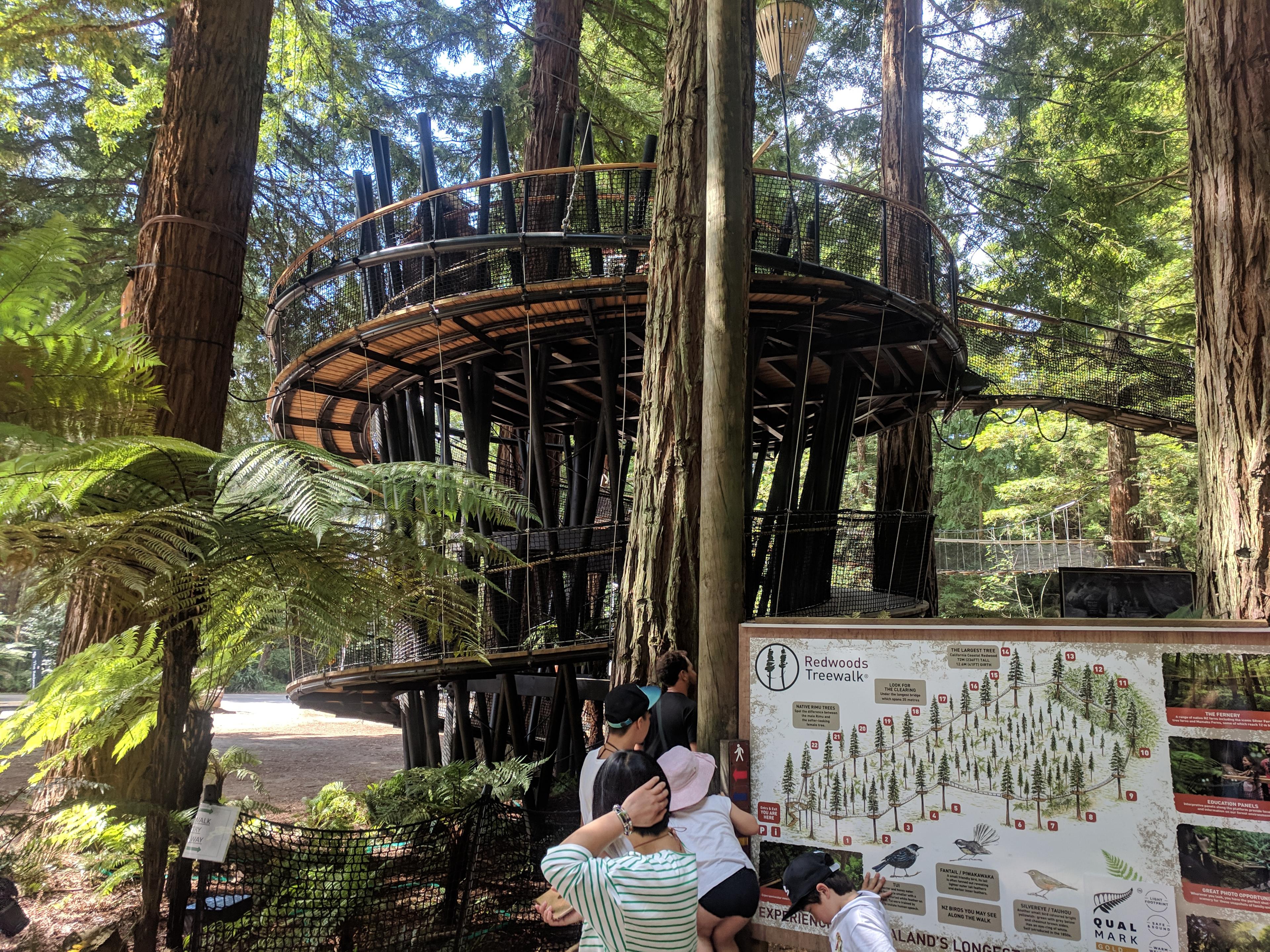 Redwood tree walk in Whakarewarewa Forest