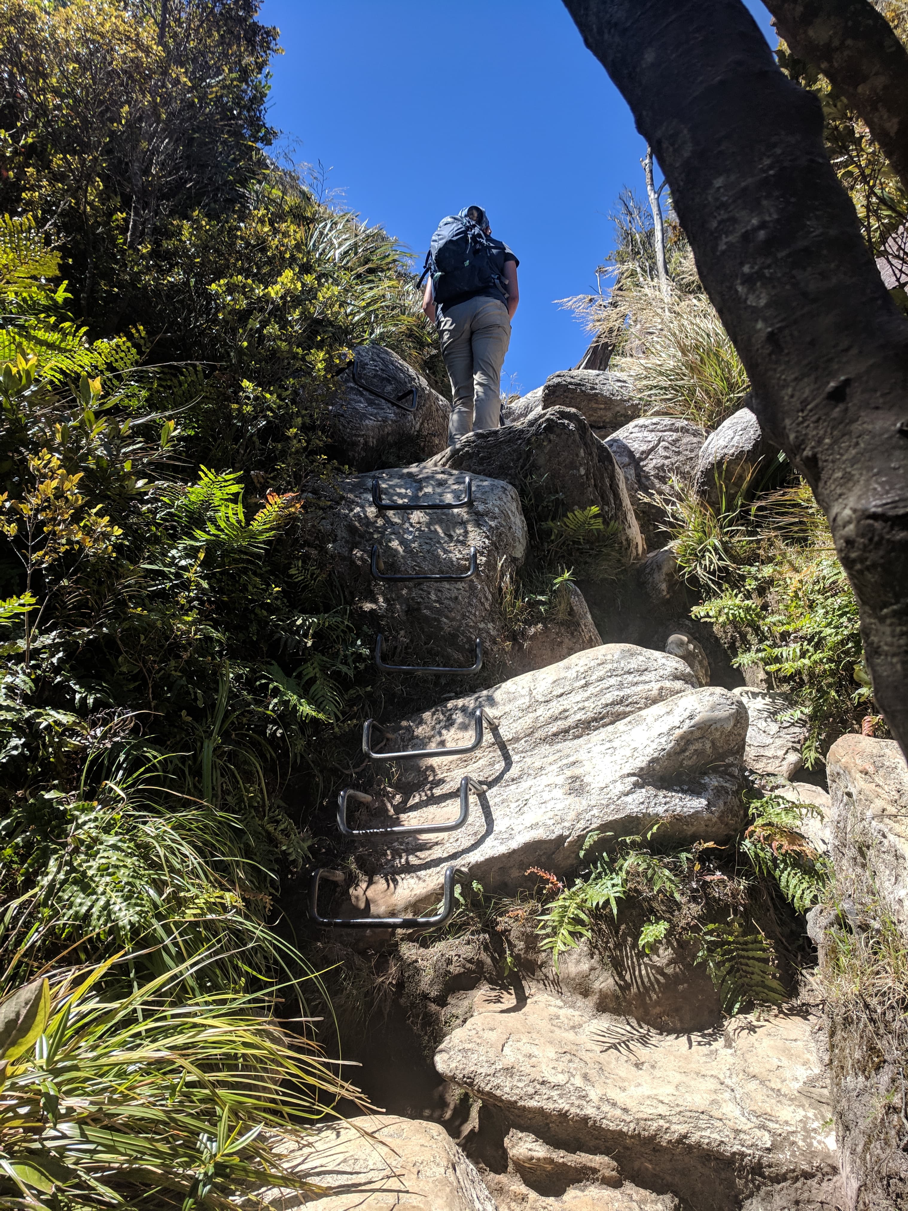 Metal Rungs clambering up the Kauaeranga Kauri Trail Pinnacles Walk Metal Rungs clambering up the Kauaeranga Kauri Trail Pinnacles Walk