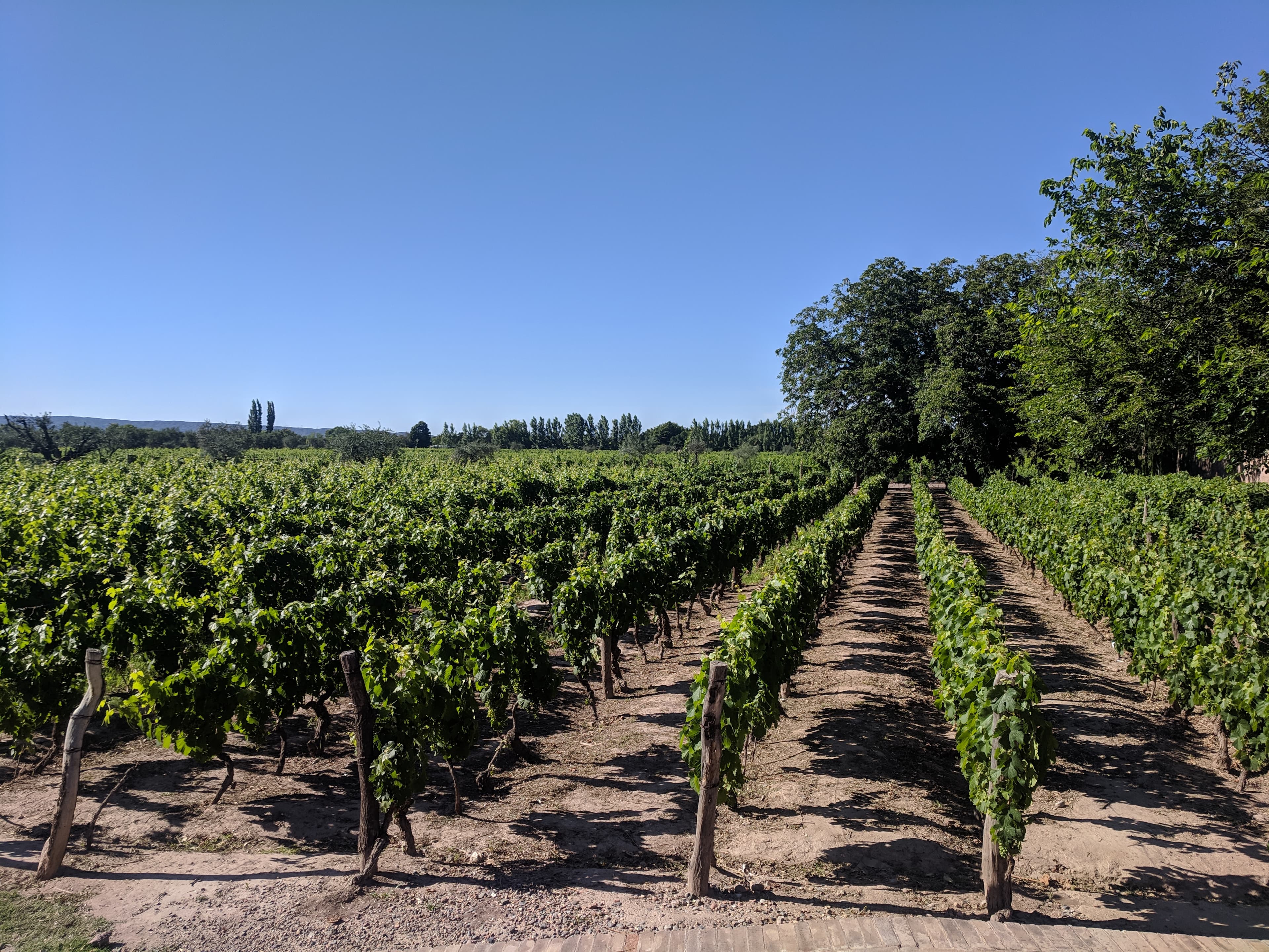 Grape vines at Bodega Lagarde Grape vines at Bodega Lagarde