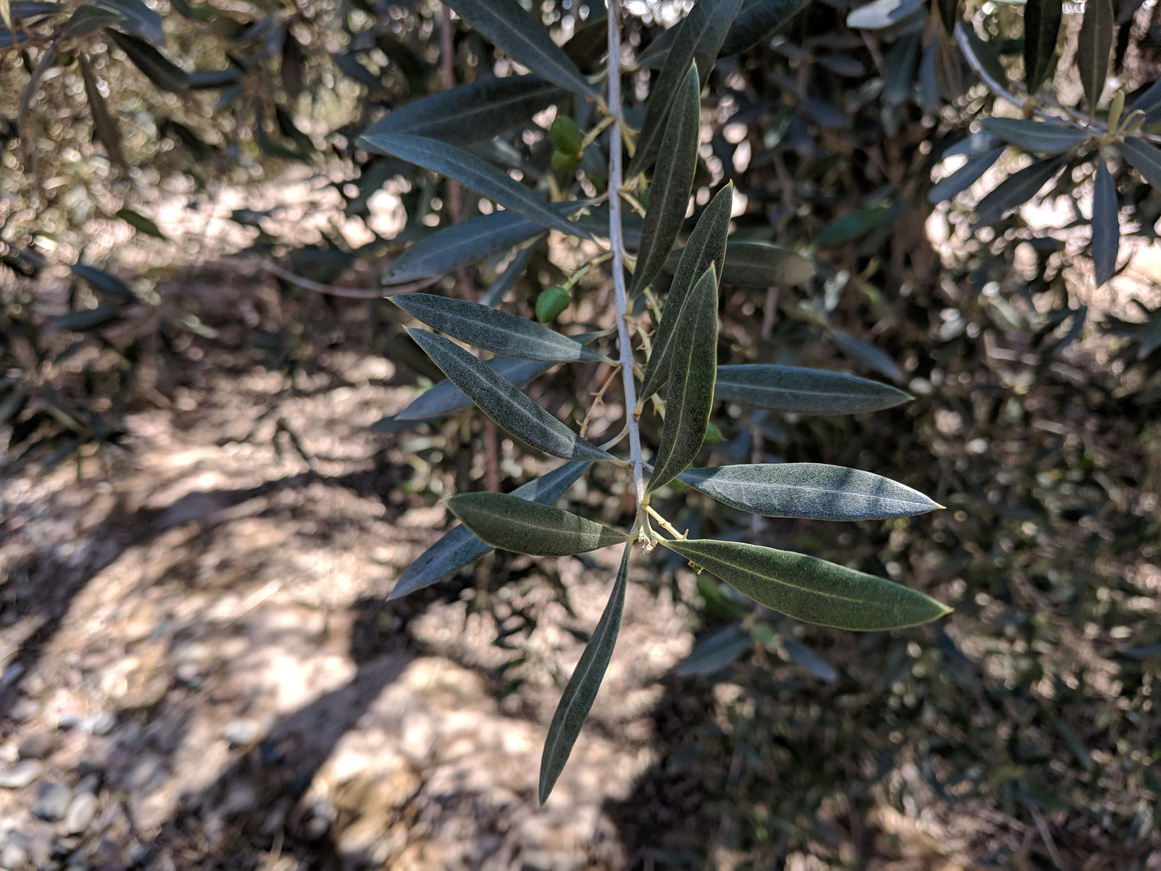 Olive Trees at Maguay Oliveria Olive Trees at Maguay Oliveria