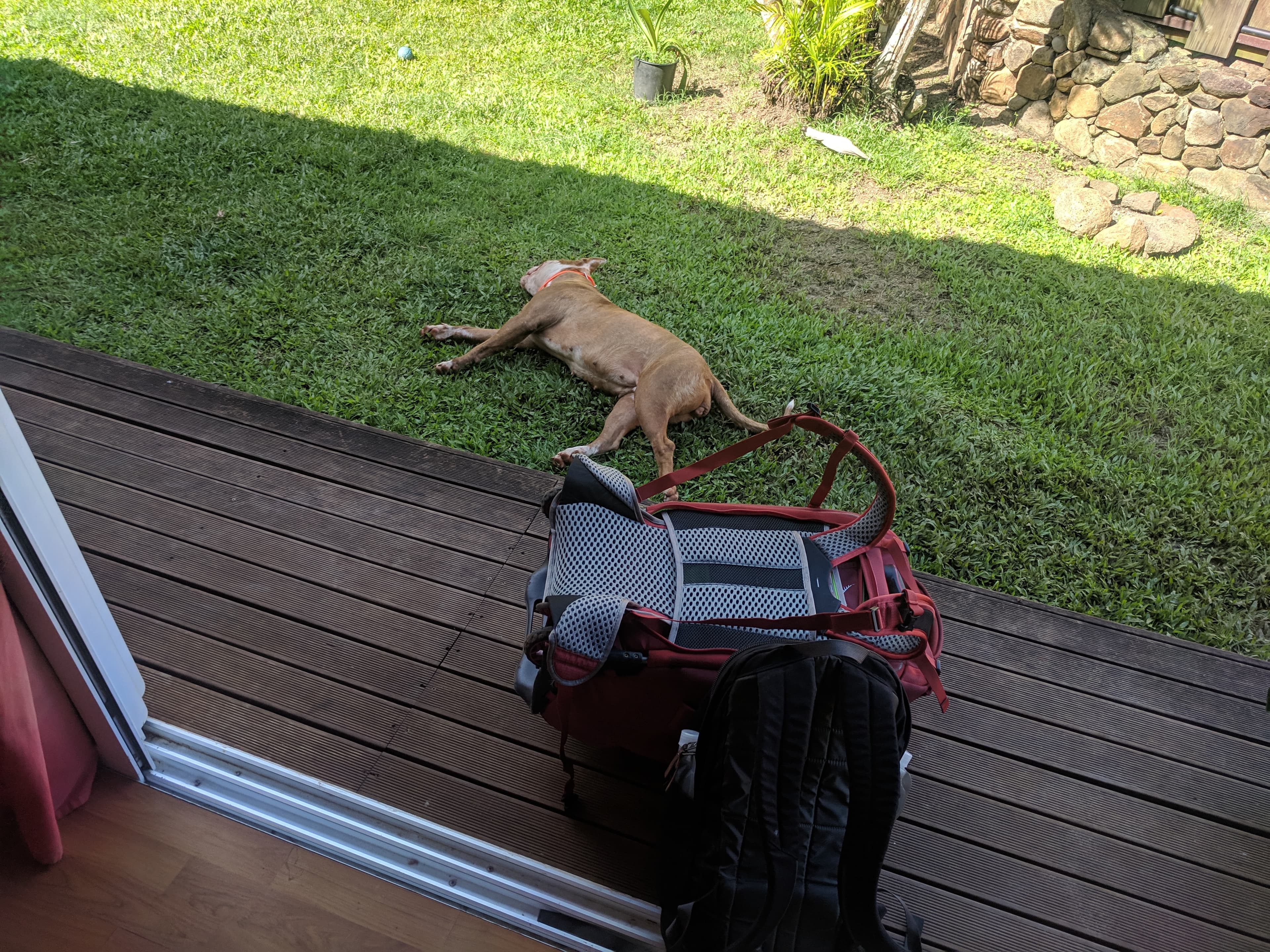 Airbnb pup helping us pack Airbnb pup helping us pack
