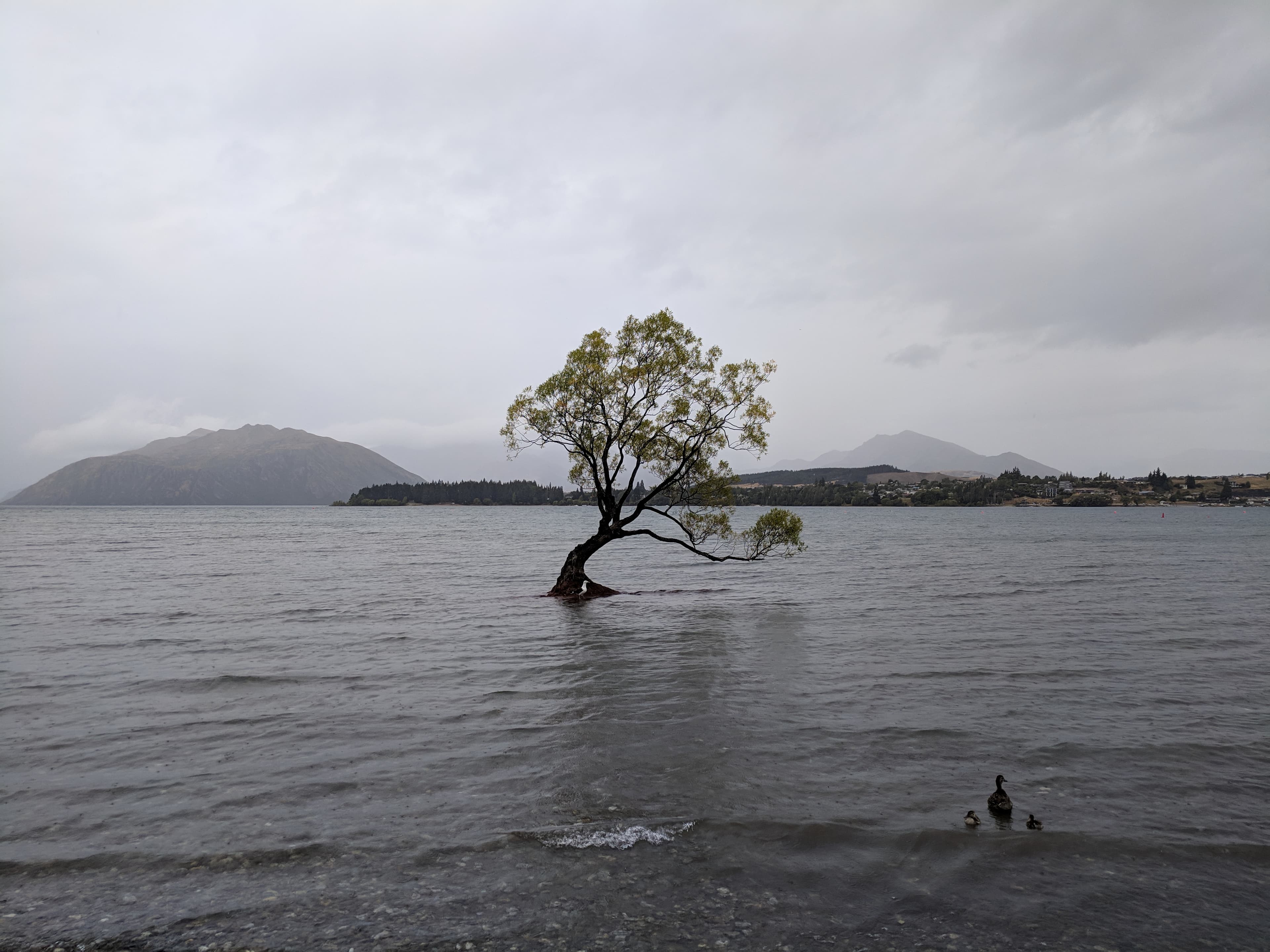 Cover Image for Wanaka Hikes and a Cool Tree